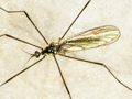 Ellipteroides lateralis